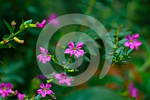 Tiny pink color flower of a bush or hedging plant in the home garden