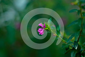 Tiny pink color flower of a bush or hedging plant in the home garden