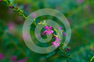 Tiny pink color flower of a bush or hedging plant in the home garden