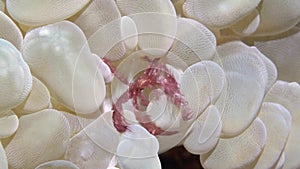 A tiny pink fairy crab crawling on a white plant