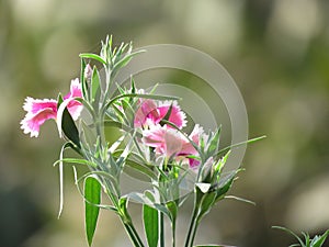Tiny pink flower blossom in summern