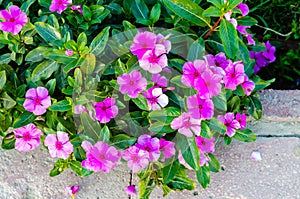 Tiny Pink Flowers