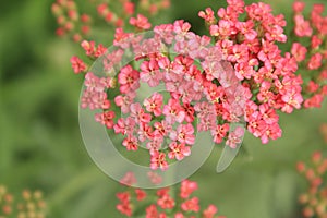 Tiny pink flowers in bloom