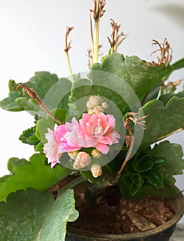 Tiny pink flowers bloom in a Kalanchoe plant