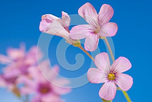 Tiny Pink Flowers with a blue background,