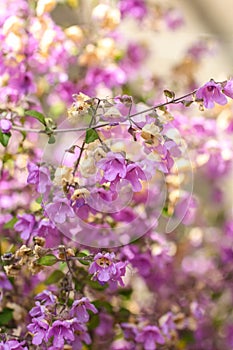 Tiny pink flowers close up