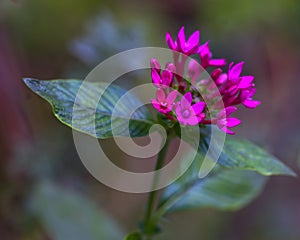 Tiny pink flowers in a garden in Kibbutz Kfar Glikson northwest Israel