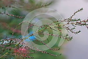 Tiny pink flowers on the green branches and stem. Close up. Blurred background