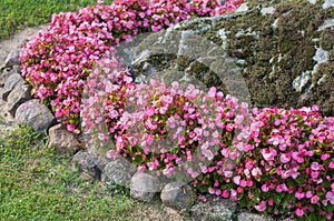 Tiny pink flowers growing in stone low wall in garden.