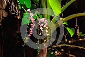 Tiny pink flowers hanging during the summer