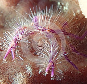 Tiny pink hairy squat lobster in Anilao Philippine