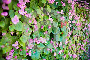 tiny pink ivy flower wall. nature house wall from pink ivy flower. image for background