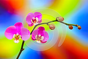Tiny pink phalaenopsis orchids with psychedelic color background