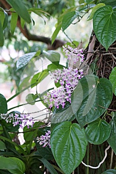 Tiny pink wild orchids