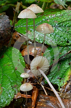 Tiny Pinkedge Bonnet mushrooms in natural habitat