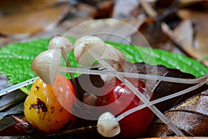 Tiny Pinkedge Bonnet mushrooms and wild cherries