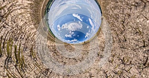 Tiny planet of field of corn revolves among blue sky and white clouds. Little planet transformation with curvature of space. loop