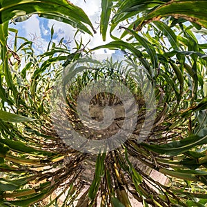 Tiny planet transformation of spherical panorama 360 degrees. Spherical abstract aerial view on corn field. Curvature of space