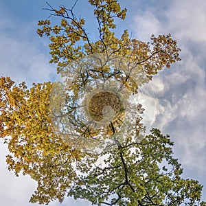 Tiny planet transformation of spherical panorama 360 degrees. Spherical abstract aerial view in oak grove with clumsy branches in