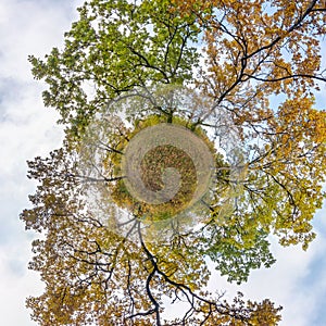 Tiny planet transformation of spherical panorama 360 degrees. Spherical abstract aerial view in oak grove with clumsy branches in