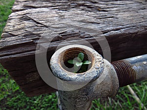 A tiny plant growing in a pipe