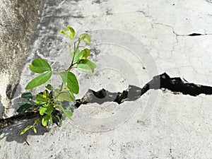 Tiny plant grows in the cement cracked. Life and adaption concept. photo