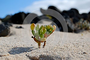 A Tiny Plant Grows In The Sand On A Volcanic Island