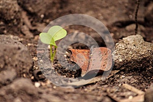 A tiny plant and a leaf