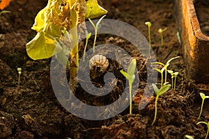 Tiny plant sprouting from mud