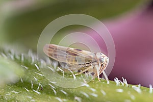 A tiny Planthopper on a Purple Coneflower Stem