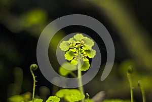 Tiny vegetation in a cave