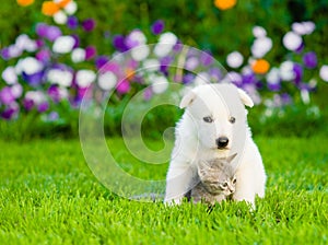 Tiny puppy embracing kitten on green grass