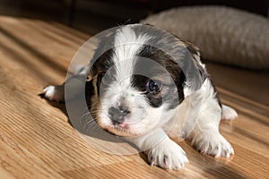 Tiny puppy on floor close-up