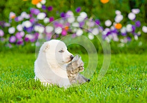 Tiny puppy sitting with kitten on summer grass
