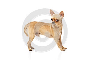 Tiny Purebred Chihuahua with perked ears posing against white studio background. Funny, little dog looking alert.