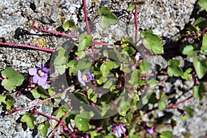 Tiny purple flowers bloom vine plant in spring