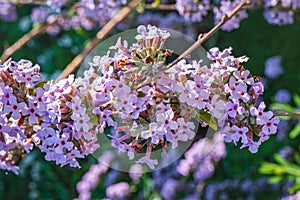 Tiny purple flowers of Buddleja alternifolia shrub 1