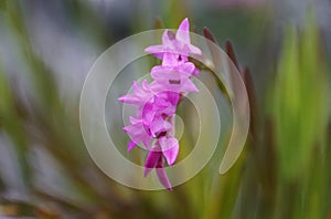 Tiny purple flowers of Isochilus Linearis orchid photo