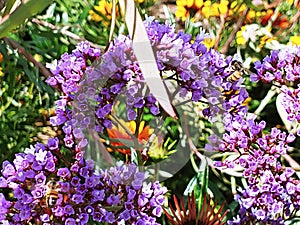 Tiny purple flowers with lush green leaves and a yellow flower background