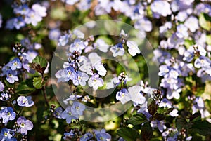 Tiny Purple Flowers in Summertime