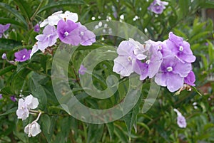 Tiny purple-white flowers photo