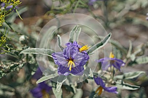 A tiny purple wildflower