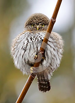 Tiny Pygmy Owl - Glaucidium gnoma