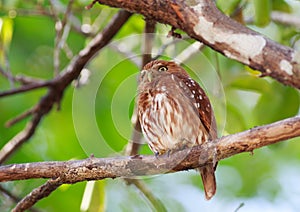 Tiny Pygmy owl perched in a tree with a vibrant green tree background