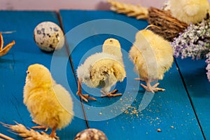 tiny quail chicks that just hatched from an egg