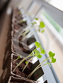 Tiny Radish sprouts in brown paper pots