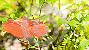 Tiny red ant on leaf in forest