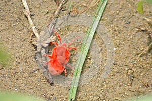 Tiny red `Clover Mite` at Kangra Himachal Pradesh