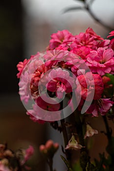 Tiny Red Country Flowers