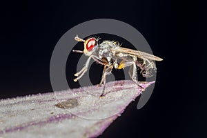 Tiny red eyed fly on leaf